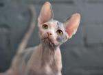 Helga - Sphynx Cat For Sale - Pembroke Pines&comma; FL&comma; US