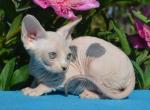 Alpina - Sphynx Cat For Sale - Pembroke Pines&comma; FL&comma; US