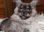 Hammer - Maine Coon Cat For Sale - Miami&comma; FL&comma; US