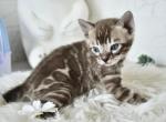 Kim - Bengal Cat For Sale - Norwalk&comma; CT&comma; US