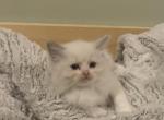 Elsie Litter - Ragdoll Cat For Sale - Church Hill&comma; TN&comma; US