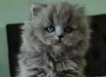 Halva - Scottish Straight Cat For Sale - Hollywood&comma; FL&comma; US