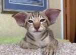 Monkey - Oriental Cat For Sale - Pembroke Pines&comma; FL&comma; US