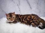 Nala - Bengal Cat For Sale - Arvada&comma; CO&comma; US