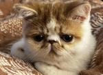Hermes - Exotic Cat For Sale - Syracuse&comma; NY&comma; US