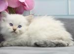 Yetta of RomanovCats - Siberian Cat For Sale - Ashburn&comma; VA&comma; US