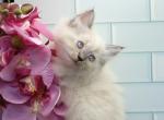 Zelina of RomanovCats - Siberian Cat For Sale - Ashburn&comma; VA&comma; US