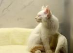 Poirot of RomanovCats - Siberian Cat For Sale - Ashburn&comma; VA&comma; US