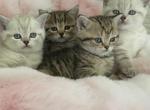 Portlands kittens - Scottish Fold Cat For Sale - Tukwila&comma; WA&comma; US