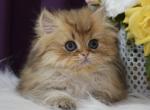 Fiona - British Shorthair Cat For Sale - Hollywood&comma; FL&comma; US