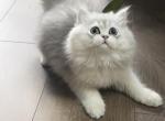 Cupid - British Shorthair Cat For Sale - Seattle&comma; WA&comma; US
