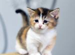 Umca - Munchkin Cat For Sale - Pembroke Pines&comma; FL&comma; US