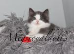 Augustis - Ragdoll Cat For Sale - Hudson&comma; OH&comma; US