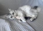 Scottish longhair giel - Scottish Straight Cat For Sale - Shakopee&comma; MN&comma; US