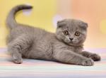 Mila - Scottish Fold Cat For Sale - Los Angeles&comma; CA&comma; US