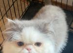 Cfa chocolate carrier stud - Persian Cat For Sale - Woodburn&comma; IN&comma; US