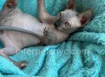 Hilton - Sphynx Cat For Sale - Brooklyn&comma; NY&comma; US