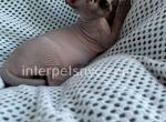 Harli - Sphynx Cat For Sale - Brooklyn&comma; NY&comma; US