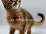 Winnie - Somali Cat For Sale - Brooklyn&comma; NY&comma; US