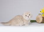 Lanin - Munchkin Cat For Sale - Pembroke Pines&comma; FL&comma; US
