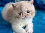 Vanessa - Exotic Cat For Sale - Norwalk&comma; CT&comma; US