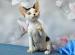 Larin - Devon Rex Cat For Sale - Norwalk&comma; CT&comma; US