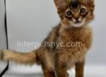 Wilson - Somali Cat For Sale - Brooklyn&comma; NY&comma; US