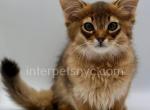 Walter - Somali Cat For Sale - Brooklyn&comma; NY&comma; US