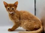 Victory - Somali Cat For Sale - Brooklyn&comma; NY&comma; US