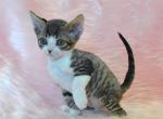 Larri - Devon Rex Cat For Sale - Norwalk&comma; CT&comma; US