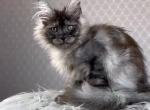 Tamerlan - Maine Coon Cat For Sale - Miami&comma; FL&comma; US