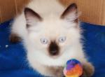 Chocolatept Himalayan Boy - Himalayan Cat For Sale - Walterboro&comma; SC&comma; US