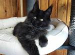 Yugo - Maine Coon Cat For Sale - Miami&comma; FL&comma; US