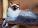 King Solomon - Balinese Cat For Adoption - Brooklyn&comma; NY&comma; US
