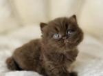 PURE BREED BRITISH SHORTHAIR KITTENS BOY - British Shorthair Cat For Sale - Darien&comma; CT&comma; US