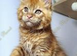 Julius - Maine Coon Cat For Sale - Charlotte&comma; NC&comma; US