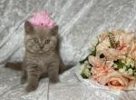 Fiona Fawn Princess - British Shorthair Cat For Sale - Fort Wayne&comma; IN&comma; US