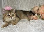 Deena - British Shorthair Cat For Sale - Fort Wayne&comma; IN&comma; US