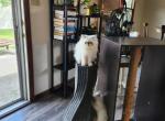 Violet's kittens - Persian Cat For Sale - Greenville&comma; OH&comma; US