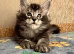 Neapol - Maine Coon Cat For Sale - Miami&comma; FL&comma; US