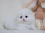Anfisa - Scottish Fold Cat For Sale - Norwalk&comma; CT&comma; US
