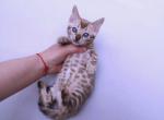 Rafaella - Bengal Cat For Sale - Norwalk&comma; CT&comma; US