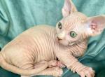 Kanye - Bambino Cat For Sale - Miami&comma; FL&comma; US