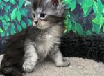 Sweet tortie girl - Maine Coon Cat For Sale - Jacksonville&comma; FL&comma; US