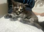 Unique striking mainecoon female - Maine Coon Cat For Sale - Jacksonville&comma; FL&comma; US