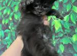 Black smoke girlie - Maine Coon Cat For Sale - Jacksonville&comma; FL&comma; US