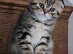 Sophia2 - Scottish Fold Cat For Sale - Holland&comma; PA&comma; US