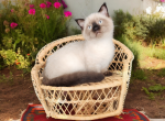 Dominic - Munchkin Cat For Sale - Neosho&comma; MO&comma; US
