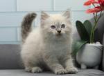 Xoel of RomanovCats - Siberian Cat For Sale - Ashburn&comma; VA&comma; US