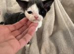 Black bicolor green eyes female - Devon Rex Cat For Sale - Brooksville&comma; FL&comma; US